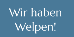 Wir haben  Welpen!